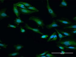 ORC6L, Rabbit anti-Human, Polyclonal Antibody, Abnova 100&mu;L; Unconjugated:Antibodies,