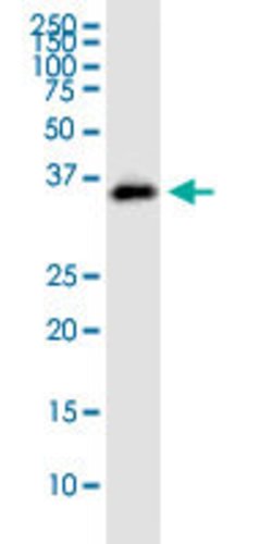 STX12, Mouse anti-Human, Polyclonal Antibody, Abnova 50 &mu;g | Buy Online | Abnova | Fisher Scientific