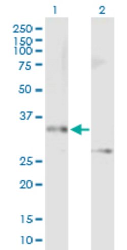 STX12, Mouse anti-Human, Polyclonal Antibody, Abnova 50 &mu;g | Buy Online | Abnova | Fisher Scientific
