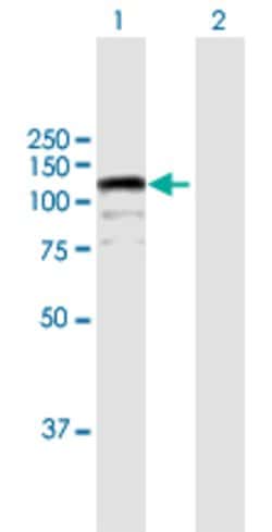 CIZ1, Mouse anti-Human, Polyclonal Antibody, Abnova 50&mu;g; Unconjugated:Antibodies,