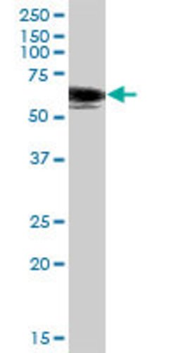 SH2B1, Mouse anti-Human, Polyclonal Antibody, Abnova 50&mu;g; Unconjugated:Antibodies,