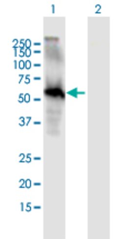EGFL6, Mouse anti-Human, Polyclonal Antibody, Abnova 50&mu;g; Unconjugated:Antibodies,