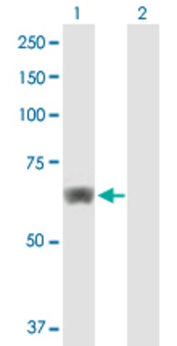 HACL1, Mouse anti-Human, Polyclonal Antibody, Abnova 50&mu;g; Unconjugated:Antibodies,