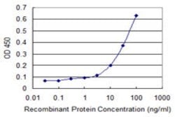 GIMAP2, Mouse anti-Human, Clone: 1E10, Abnova 100&mu;g; Unconjugated:Antibodies,