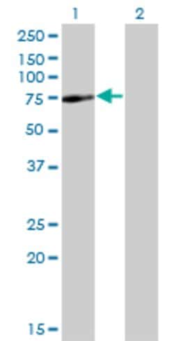 SPAG8, Mouse anti-Human, Clone: 2F12, Abnova 100&mu;g; Unconjugated:Antibodies,