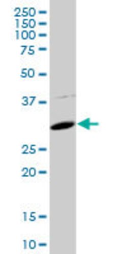 FBXO2, Mouse anti-Human, Polyclonal Antibody, Abnova 50&mu;g; Unconjugated:Antibodies,