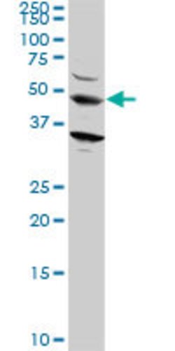 STAU2, Mouse anti-Human, Clone: 2C8, Abnova 100&mu;g; Unconjugated:Antibodies,