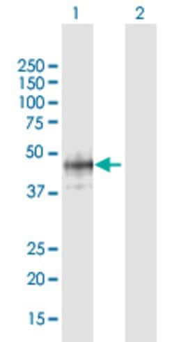 B3GAT1, Mouse anti-Human, Polyclonal Antibody, Abnova 50&mu;g; Unconjugated:Antibodies,