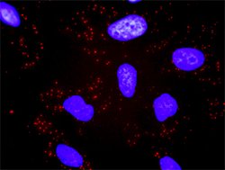 CACYBP, Rabbit anti-Human, Polyclonal Antibody, Abnova 100&mu;g; Unconjugated:Antibodies,