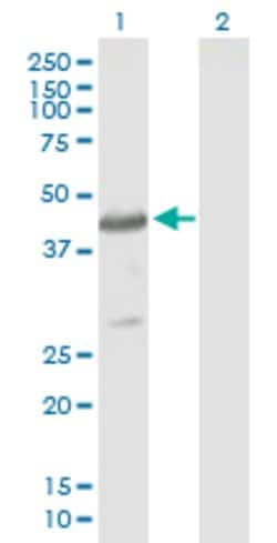 CYTH4, Mouse anti-Human, Polyclonal Antibody, Abnova 50 &mu;g | Buy Online | Abnova | Fisher Scientific