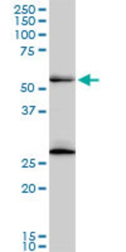 PRPF19, Mouse anti-Human, Clone: 2E5, Abnova 100&mu;g; Unconjugated:Antibodies,