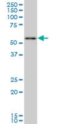 PRPF19, Mouse anti-Human, Clone: 2E5, Abnova 100&mu;g; Unconjugated:Antibodies,