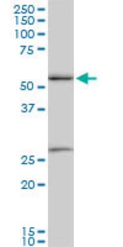 PRPF19, Mouse anti-Human, Clone: 2E5, Abnova 100&mu;g; Unconjugated:Antibodies,