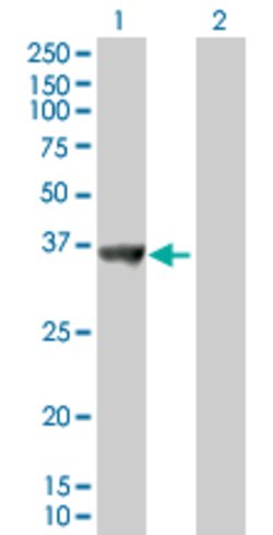 SNX11, Mouse anti-Human, Polyclonal Antibody, Abnova 50&mu;g; Unconjugated:Antibodies,