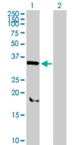 SNX11, Mouse anti-Human, Polyclonal Antibody, Abnova 50&mu;g; Unconjugated:Antibodies,
