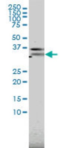PILRA, Mouse anti-Human, Clone: 3C2, Abnova 100&mu;g; Unconjugated:Antibodies,