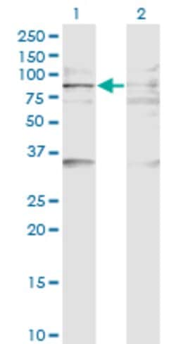 BAZ2B, Mouse anti-Human, Clone: 2D10, Abnova 100&mu;g; Unconjugated:Antibodies,