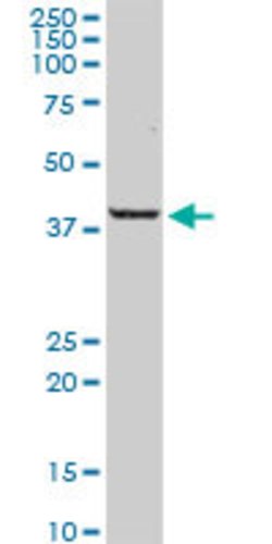 PARD6A, Rabbit anti-Human, Polyclonal Antibody, Abnova 100&mu;g; Unconjugated:Antibodies,