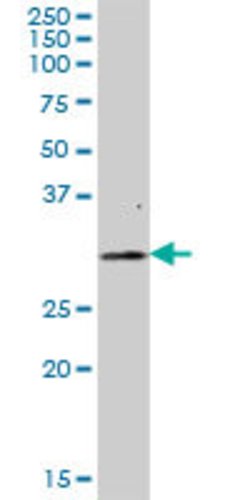 FAHD2A, Mouse anti-Human, Polyclonal Antibody, Abnova 50&mu;g; Unconjugated:Antibodies,