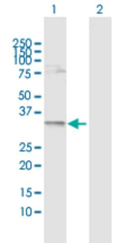 MRTO4, Rabbit anti-Human, Polyclonal Antibody, Abnova 100&mu;L; Unconjugated:Antibodies,