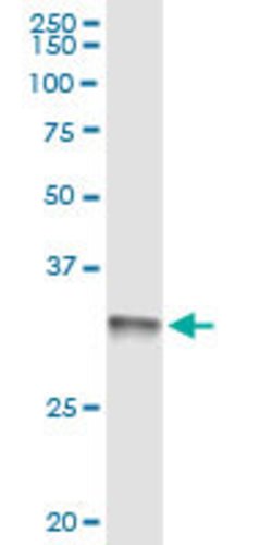 MRTO4, Rabbit anti-Human, Polyclonal Antibody, Abnova 100&mu;L; Unconjugated:Antibodies,