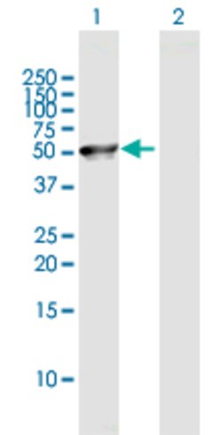 C8orf30A, Mouse anti-Human, Polyclonal Antibody, Abnova 50&mu;g; Unconjugated:Antibodies,