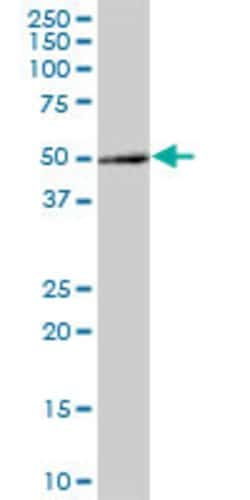 C8orf30A, Mouse anti-Human, Polyclonal Antibody, Abnova 50&mu;g; Unconjugated:Antibodies,