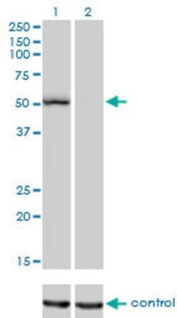 BFAR, Mouse anti-Human, Clone: 1C6, Abnova 50&mu;g; Unconjugated:Antibodies,