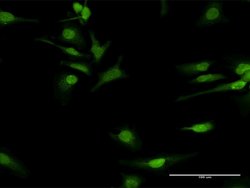 COQ3, Rabbit anti-Human, Polyclonal Antibody, Abnova 100&mu;g; Unconjugated:Antibodies,
