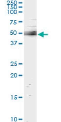UBASH3A, Mouse anti-Human, Clone: 4D2, Abnova 100&mu;g; Unconjugated:Antibodies,