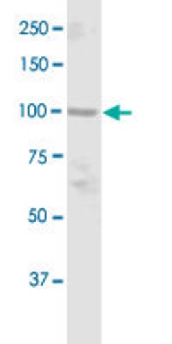 DGCR8, Rabbit anti-Human, Polyclonal Antibody, Abnova 100&mu;g; Unconjugated:Antibodies,