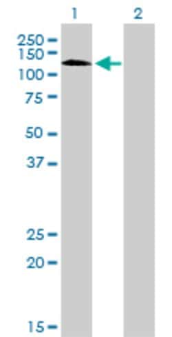 RNF111, Mouse anti-Human, Clone: 1C4, Abnova 100 &mu;g | Buy Online | Abnova | Fisher Scientific