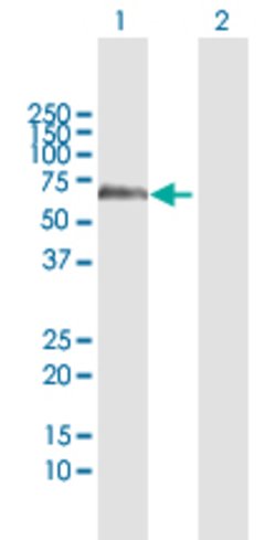 ERCC6L, Rabbit anti-Human, Polyclonal Antibody, Abnova 100&mu;L; Unconjugated:Antibodies,