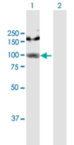 AGGF1, Rabbit anti-Human, Polyclonal Antibody, Abnova 100&mu;L; Unconjugated:Antibodies,
