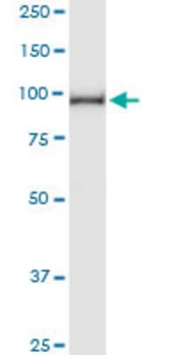 AGGF1, Rabbit anti-Human, Polyclonal Antibody, Abnova 100&mu;L; Unconjugated:Antibodies,