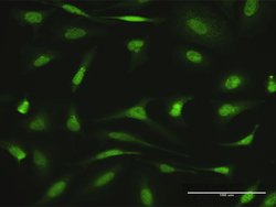 AGGF1, Rabbit anti-Human, Polyclonal Antibody, Abnova 100&mu;L; Unconjugated:Antibodies,