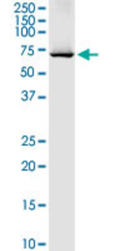 DARS2, Rabbit anti-Human, Polyclonal Antibody, Abnova 100&mu;g; Unconjugated:Antibodies,