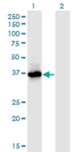 PRMT6, Mouse anti-Human, Clone: 3C3, Abnova 100&mu;g; Unconjugated:Antibodies,