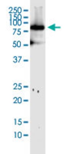 MFN1, Mouse anti-Human, Clone: 3C9, Abnova 100&mu;g; Unconjugated:Antibodies,
