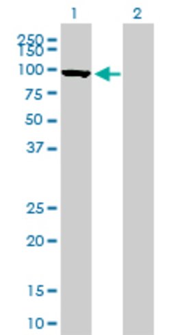 MFN1, Mouse anti-Human, Clone: 3C9, Abnova 100&mu;g; Unconjugated:Antibodies,