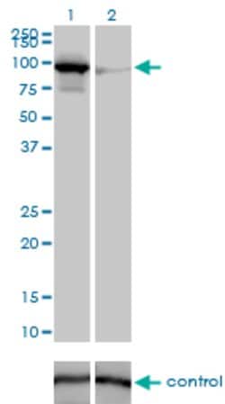 MFN1, Mouse anti-Human, Clone: 3C9, Abnova 100&mu;g; Unconjugated:Antibodies,