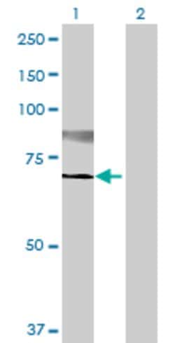 ST6GALNAC1, Mouse anti-Human, Polyclonal Antibody, Abnova 50&mu;L; Unconjugated:Antibodies,