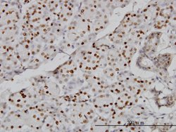 CMAS, Mouse anti-Human, Clone: 5A2, Abnova 100&mu;g; Unconjugated:Antibodies,