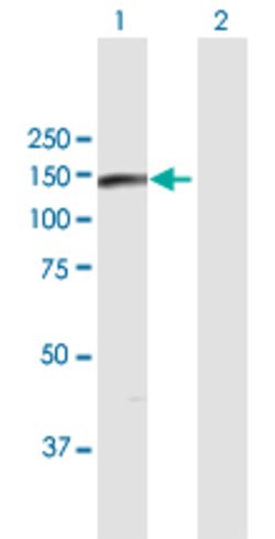 EIF4ENIF1, Rabbit anti-Human, Polyclonal Antibody, Abnova 100&mu;L; Unconjugated:Antibodies,