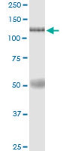 EIF4ENIF1, Rabbit anti-Human, Polyclonal Antibody, Abnova 100&mu;L; Unconjugated:Antibodies,