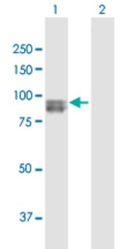 SEMA3G, Rabbit anti-Human, Polyclonal Antibody, Abnova 100&mu;g; Unconjugated:Antibodies,