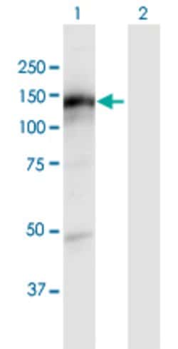 KIAA1199, Rabbit anti-Human, Polyclonal Antibody, Abnova 100&mu;L; Unconjugated:Antibodies,