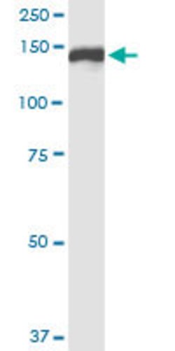 KIAA1199, Rabbit anti-Human, Polyclonal Antibody, Abnova 100&mu;L; Unconjugated:Antibodies,