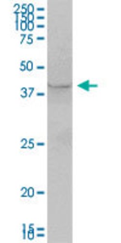 AS3MT, Mouse anti-Human, Polyclonal Antibody, Abnova 50&mu;g; Unconjugated:Antibodies,