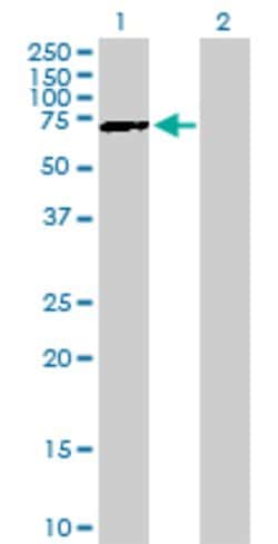 GATAD2B, Mouse anti-Human, Polyclonal Antibody, Abnova 50&mu;g; Unconjugated:Antibodies,